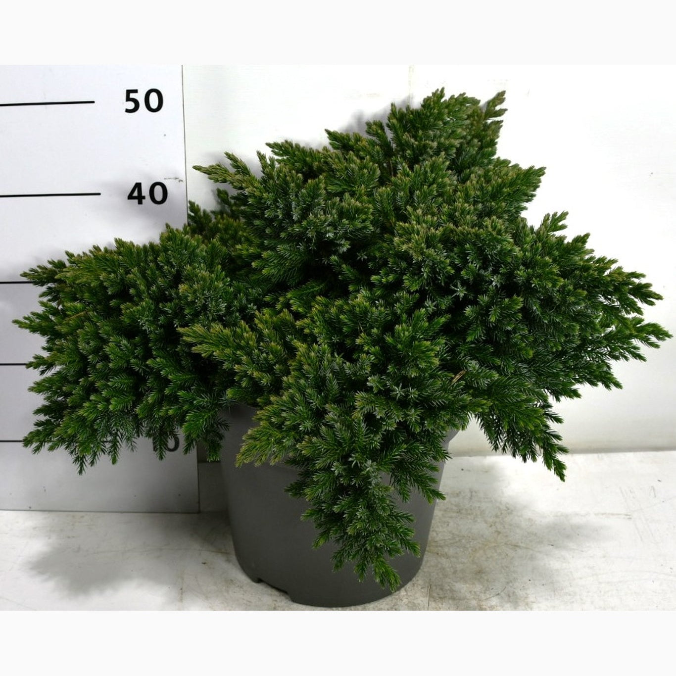 Fjäll-en – Juniperus squamata 'Blue Star' - C12 50-60 CM